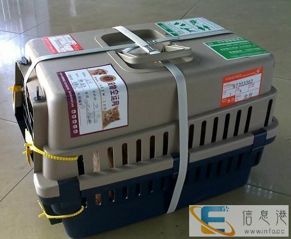 安徽安庆宠物航空托运专车接送全国连锁 安徽安庆宠物航空托运专车接送全国连锁