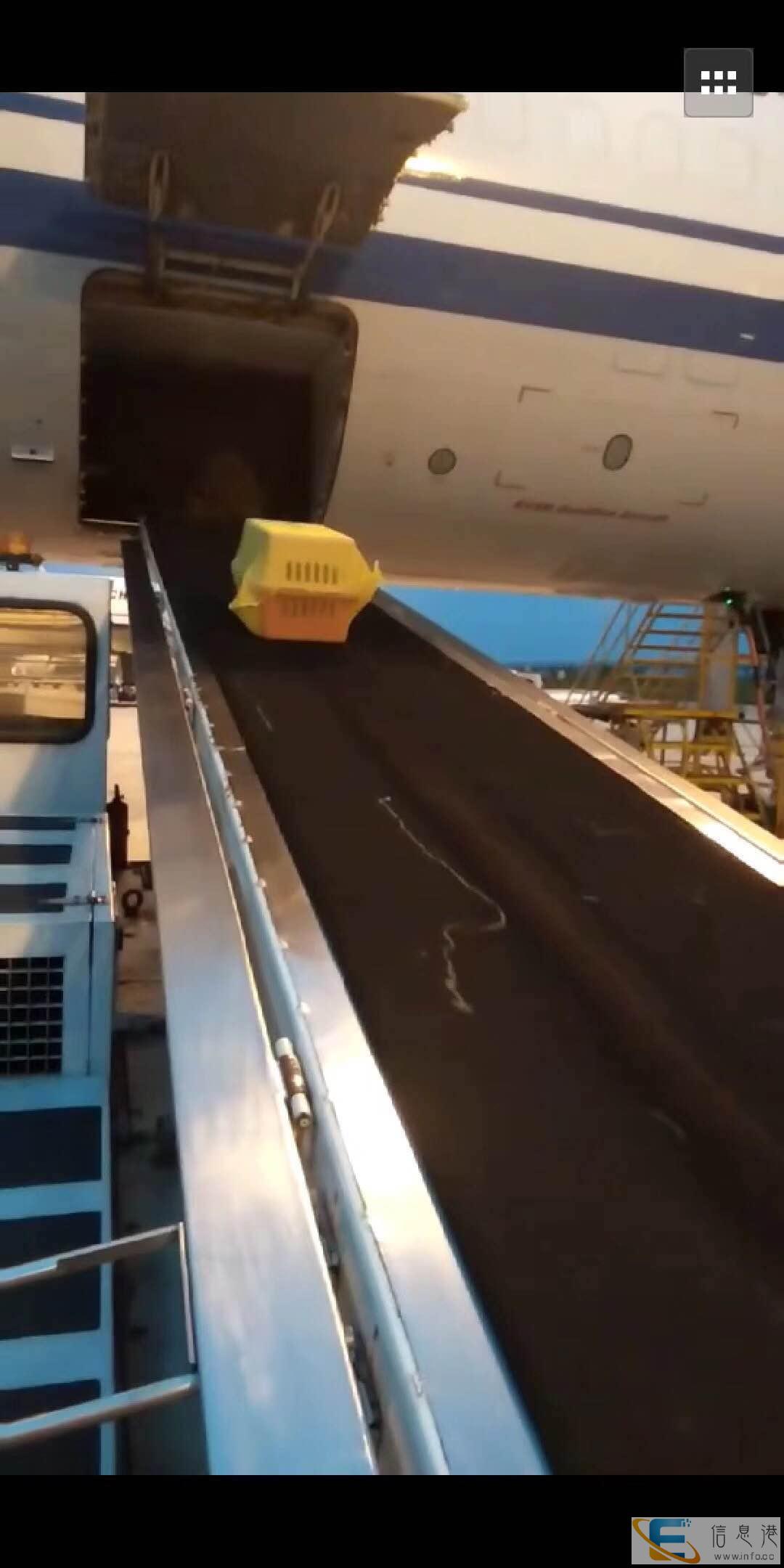 安徽安庆宠物航空托运专车接送全国连锁 安徽安庆宠物航空托运专车接送全国连锁