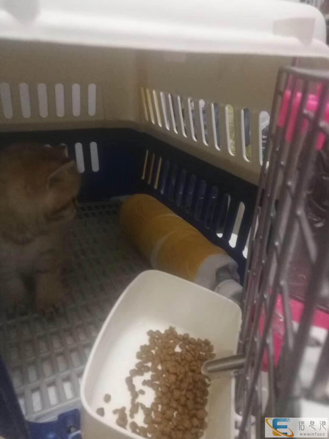 安庆宠物托运公司专车接送 安庆宠物托运公司专车接送