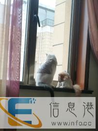 球球猫屋家庭寄养