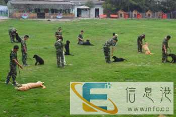 重庆家宝训犬学校荣耀登榜CCTV训狗的高等学府