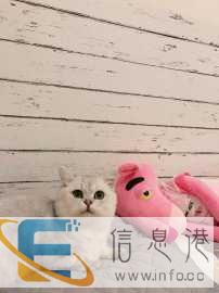 个人家庭宠物寄养