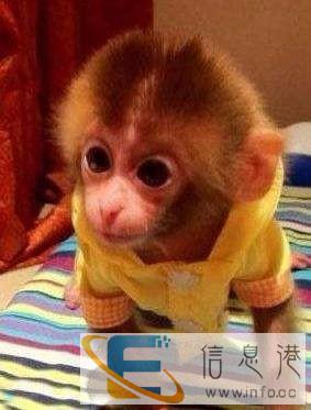 哪里可以买到便宜的宠物猴,多少钱一只