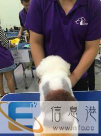 黑龙江宠物美容、宠物医疗培训机构，12年经验教学