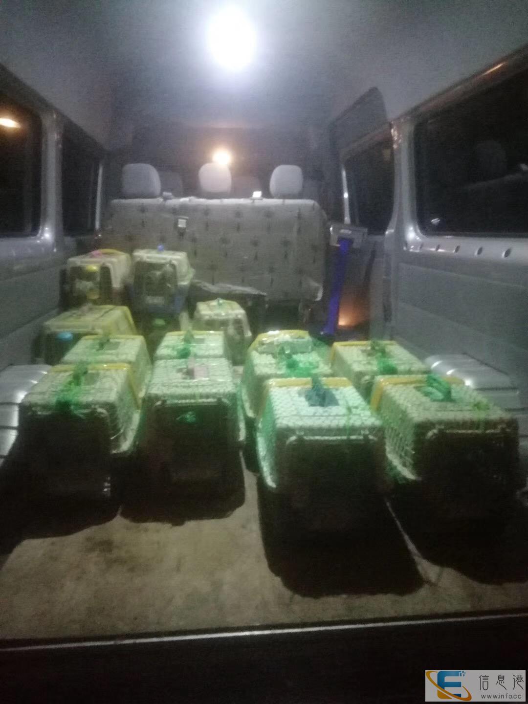 内蒙古鄂尔多斯宠物托运上门接送全国连锁 内蒙古鄂尔多斯宠物托运上门接送全国连锁