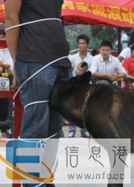 桂林威豹训犬学校 工作犬.宠物狗专业宠物训练