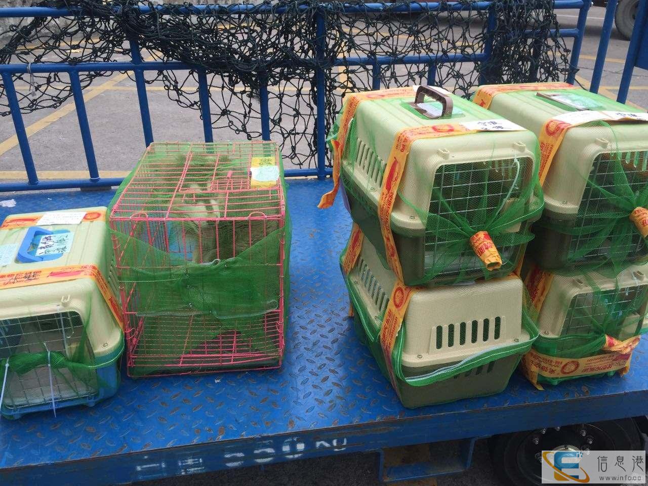 宠物托运 宠物托运 多少钱 几个小时到 直达专线杭州