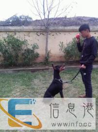 爱宠训犬学校，专业训犬