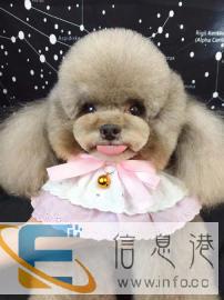 沈阳零基础宠物美容,就找萌格国际宠物 沈阳零基础宠物美容,就找萌格国际宠物