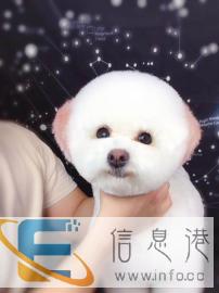 沈阳零基础宠物美容,就找萌格国际宠物 沈阳零基础宠物美容,就找萌格国际宠物