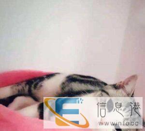 家庭式宠物猫狗寄养，洗澡，美容