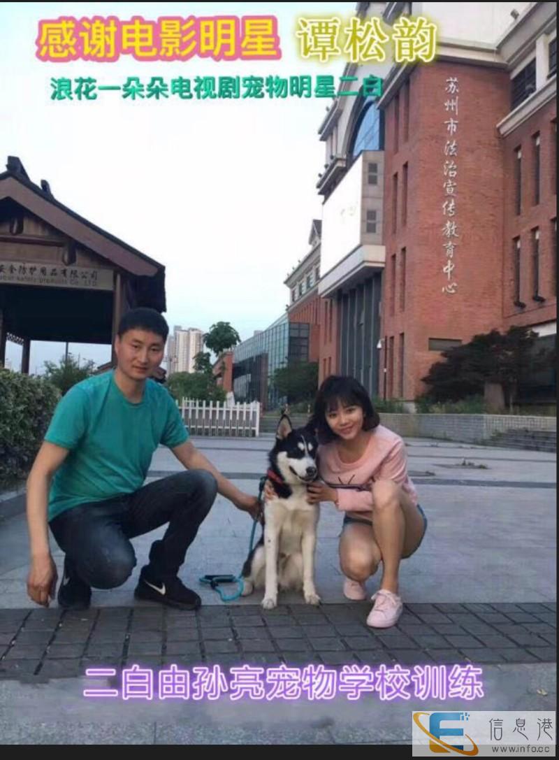 南京宠物犬寄养有保障哪家好狗狗寄养变乖了