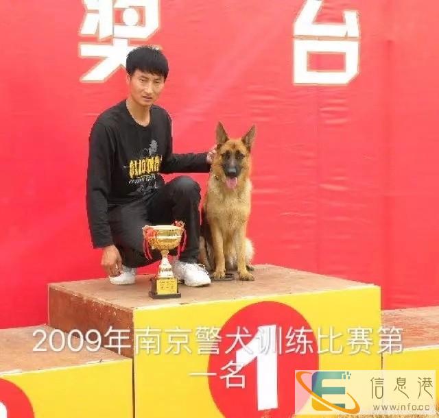 南京训狗训犬有保障哪家好狗狗训练效果好