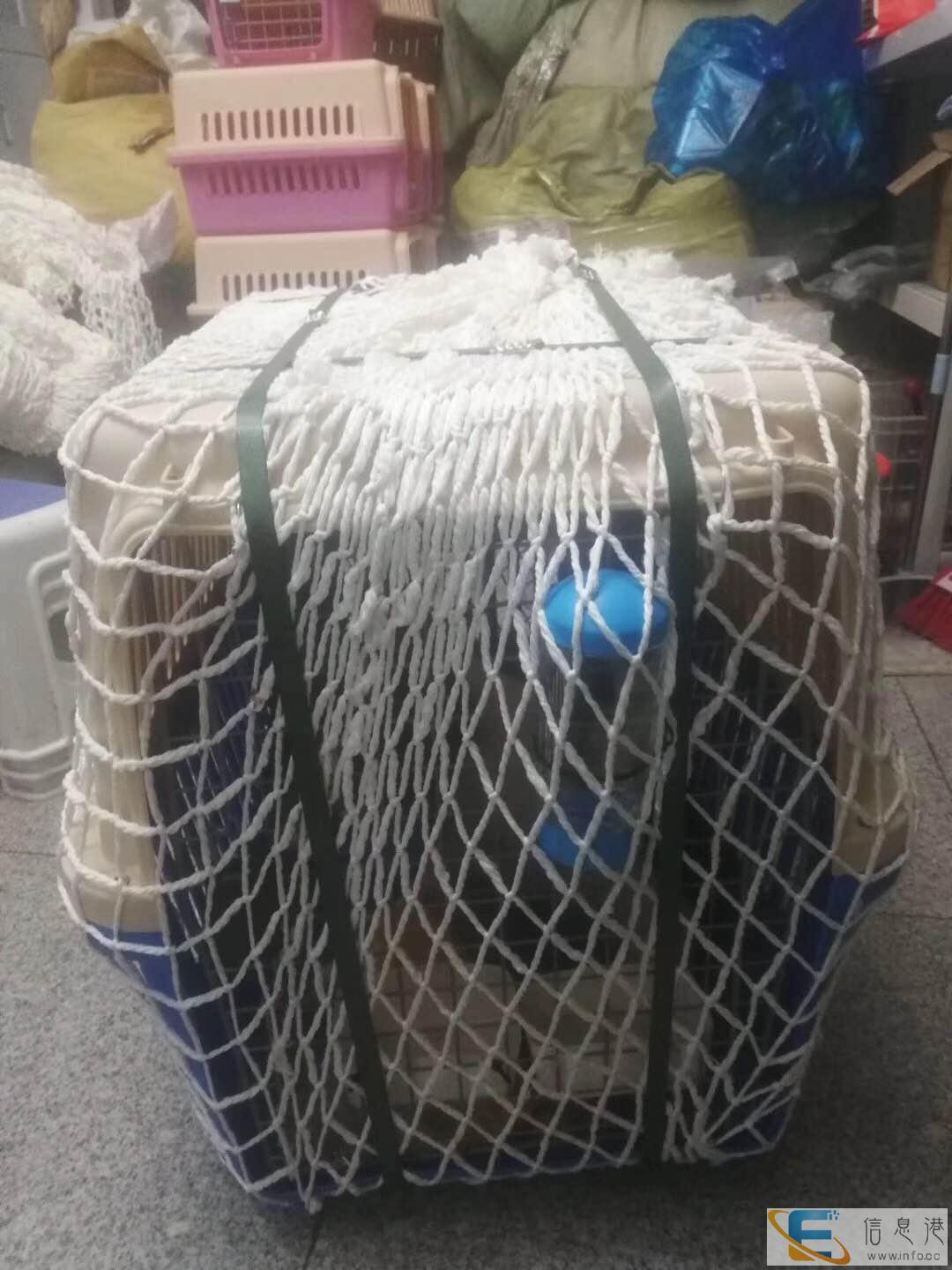 山东日照宠物快递上门服务全国连锁