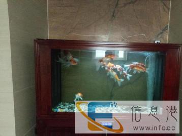 日照市上门清洗鱼缸