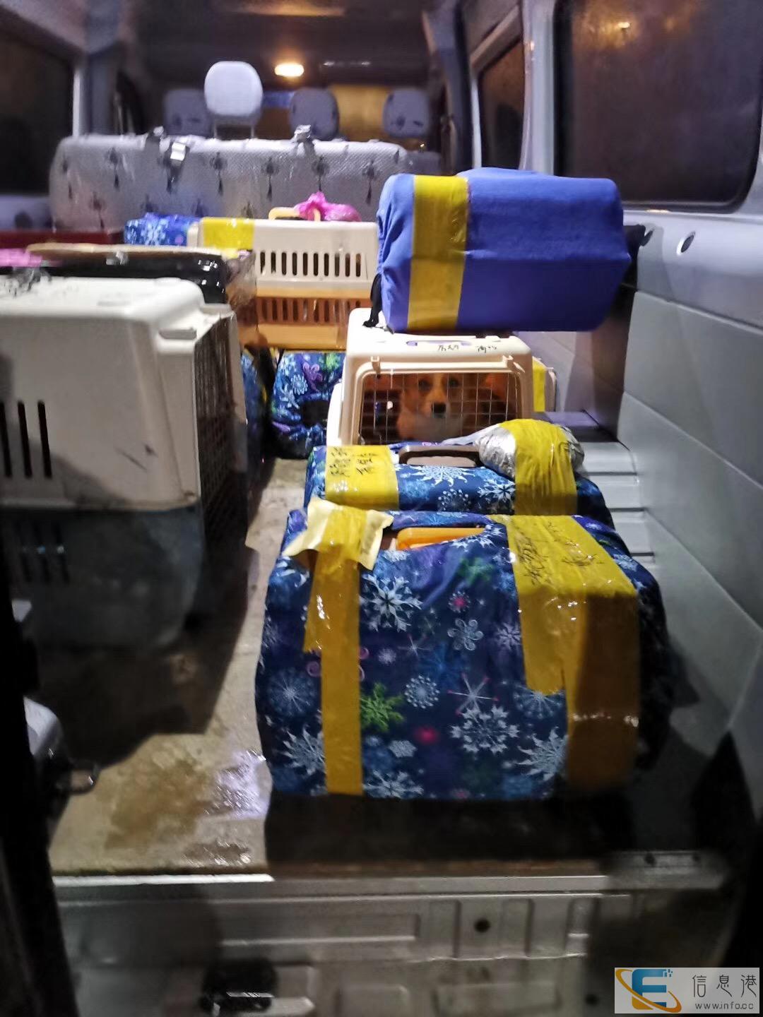 山东日照宠物快递专车接送全国连锁