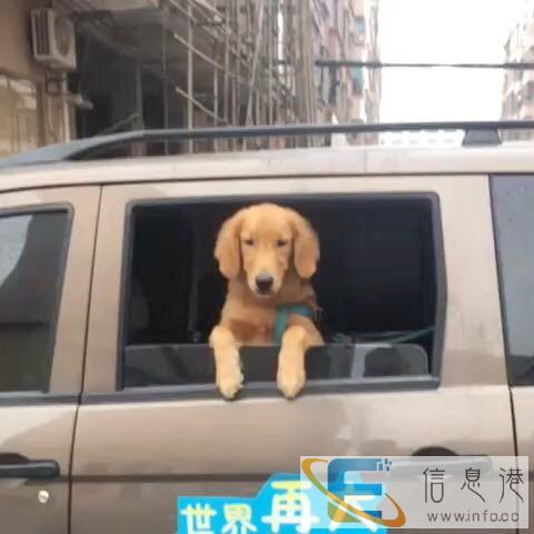 24小时宠物寄养宠物托运