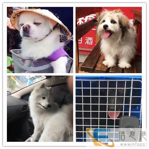 随机托运 检疫证代办 火车托运全国连锁