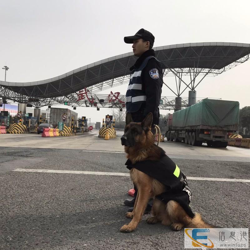 武汉训犬宠物训练专业训犬