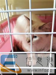 潍坊宠乐游 宠物托运 宠物出国 宠物速运 价格低 潍坊宠乐游 宠物托运 宠物出国 宠物速运 价格低