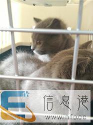 潍坊宠乐游 宠物托运 宠物出国 宠物速运 价格低 潍坊宠乐游 宠物托运 宠物出国 宠物速运 价格低