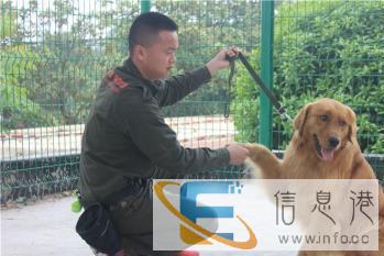 湖北训犬师专业学习，包学会，价格实惠