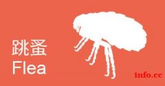 上海室内害虫蟑螂老鼠白蚁螨虫除治