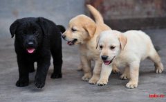 昆明拉布拉多狗场常年卖拉布拉多幼犬