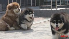 云南昆明本地狗场常年繁殖出售阿拉斯加幼犬