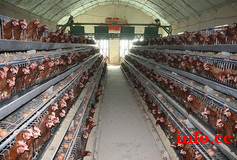 中州牧业智能化层叠热镀锌蛋鸡笼肉鸡笼育雏笼设备上料