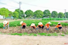 苏州中小学研学旅行户外拓展活动挖红薯割稻子探索体验课报名中