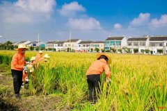 苏州中小学研学旅行户外拓展活动挖红薯割稻子探索体验课报名中