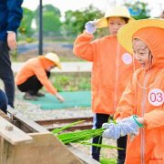 苏州太仓常州中小学研学旅行户外拓展活动挖红薯割稻子探索体验课